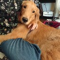 ゴールデンレトリバー♂2歳