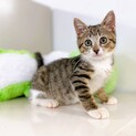 【動画】冒険だいすきな女の子♀ キジ白の子猫ちゃん