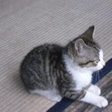 近所の方が保護してる子猫です