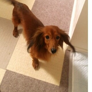 ダックス♂ひかる　推定7～8歳