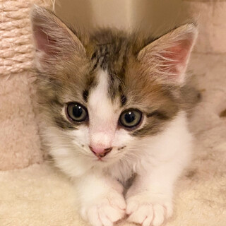 募集一時停止半長毛キジ白男子★ひまわり