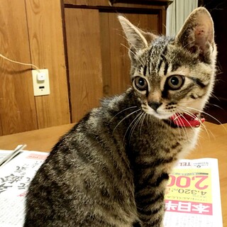 甘えん坊なキジ猫ちゃん