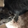 野良猫の子猫、キジ子猫1