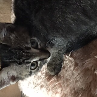 野良猫の子猫、キジ子猫1