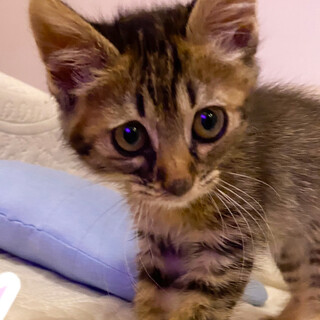 ゴロスリ甘えん坊女子キジトラ★ベリー