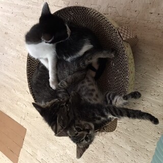 野良猫の子猫、キジ猫ちゃん2