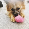パピヨン✖️ポメラニアン  ポメヨン