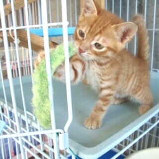 捨てられてひとりぼっちの僕家族を待ってます【県外可