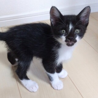 人好きアクセル君！7月19日譲渡会に参加予定