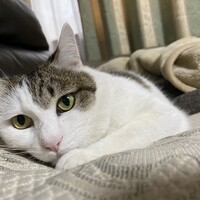 ぴろ子
