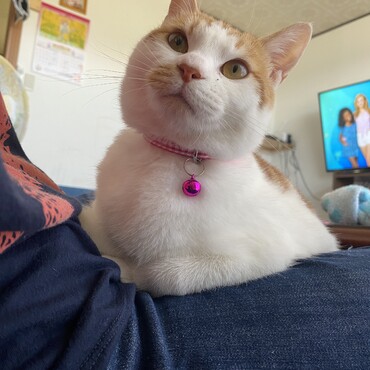 新しい首輪を買いました♪