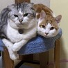 仲良しの2匹