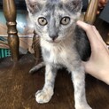 野良猫が産んだ子猫