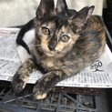 野良猫が産んだ子猫