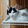 甘えん坊の片目のイチちゃん☆ サムネイル2