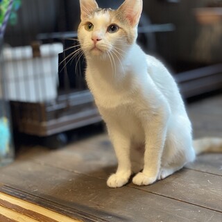 オッドアイ　甘えん坊の　三毛猫のんのちゃんです