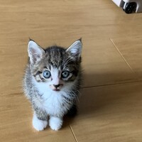 しろ