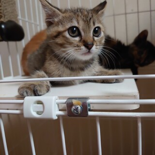 お見合い決定募集停止★ともよ★おてんば女子