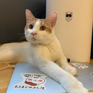 【チャイロ】元気いっぱいの構ってくん