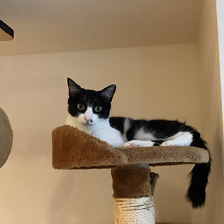 【おはぎ】ちょっと怖がりな猫好きさん