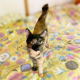 優しい性格の甘えっこ・サビの女の子