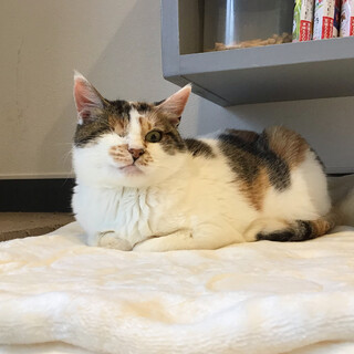 【彩花(さやか)】人も猫も大好き！手足短めな女の子