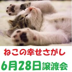 大阪市北区 「ねこの幸せさがし」譲渡会