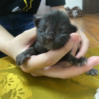 生後1週間の子猫4匹