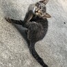 幸せになって欲しいです＊人懐こい子猫さん サムネイル4
