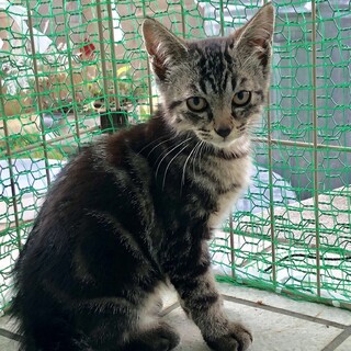 幸せになって欲しいです＊元気いっぱいです