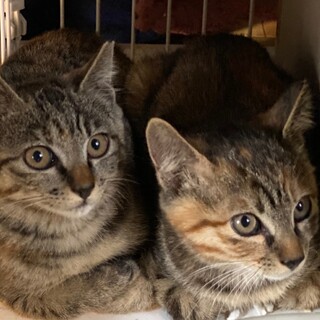 仲良し姉妹　お目目クリクリ仔猫ちゃん募集停止