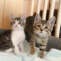 仲良し姉妹のあんちゃん、みつちゃん1ヶ月半