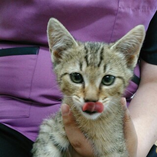 4月10日生まれのキジトラの男の子