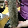 4月10日生まれのキジトラの男の子 サムネイル6