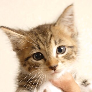 【保健所レスキュー】可愛いお顔のキジ白くん