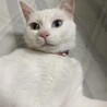 ゆき