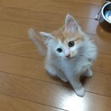 保護した子猫くん！
