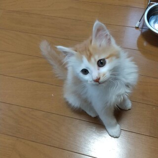 保護した子猫くん！