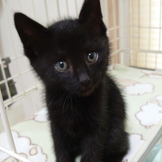 【保健所レスキュー】綺麗なお顔の男の子