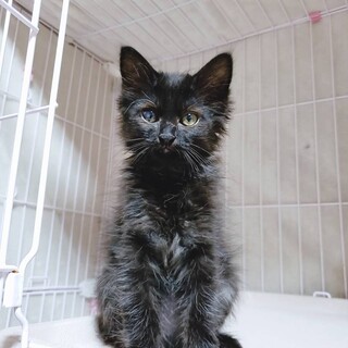 家族が出来ました♡黒フワ♀片目濁り有り生活に支障無