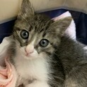 家族が出来ました♡推定1ヶ月半〜2ヶ月齢☆キジ白♂