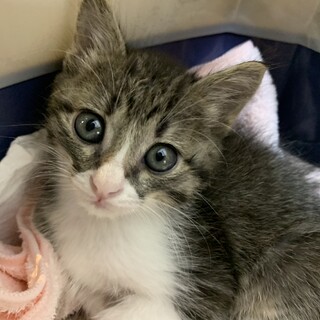 家族が出来ました♡推定1ヶ月半〜2ヶ月齢☆キジ白♂