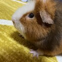 モルちゃん2匹で飼ってくれる方大募集！