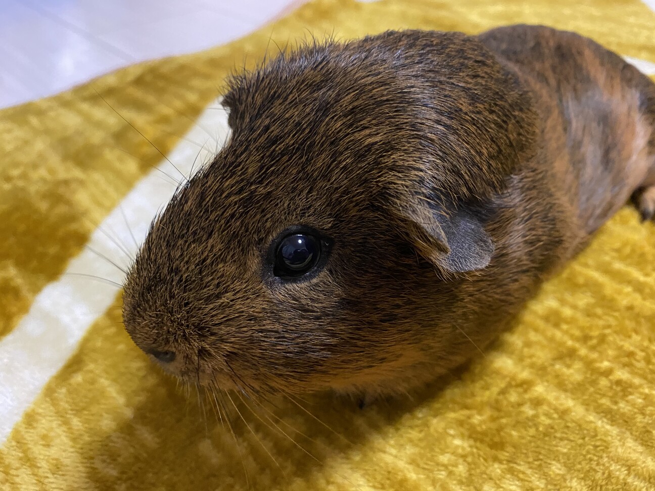 モルちゃん2匹で飼ってくれる方大募集！ サムネイル2