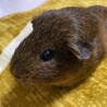 モルちゃん2匹で飼ってくれる方大募集！ サムネイル2