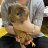 モルちゃん2匹で飼ってくれる方大募集！ サムネイル3