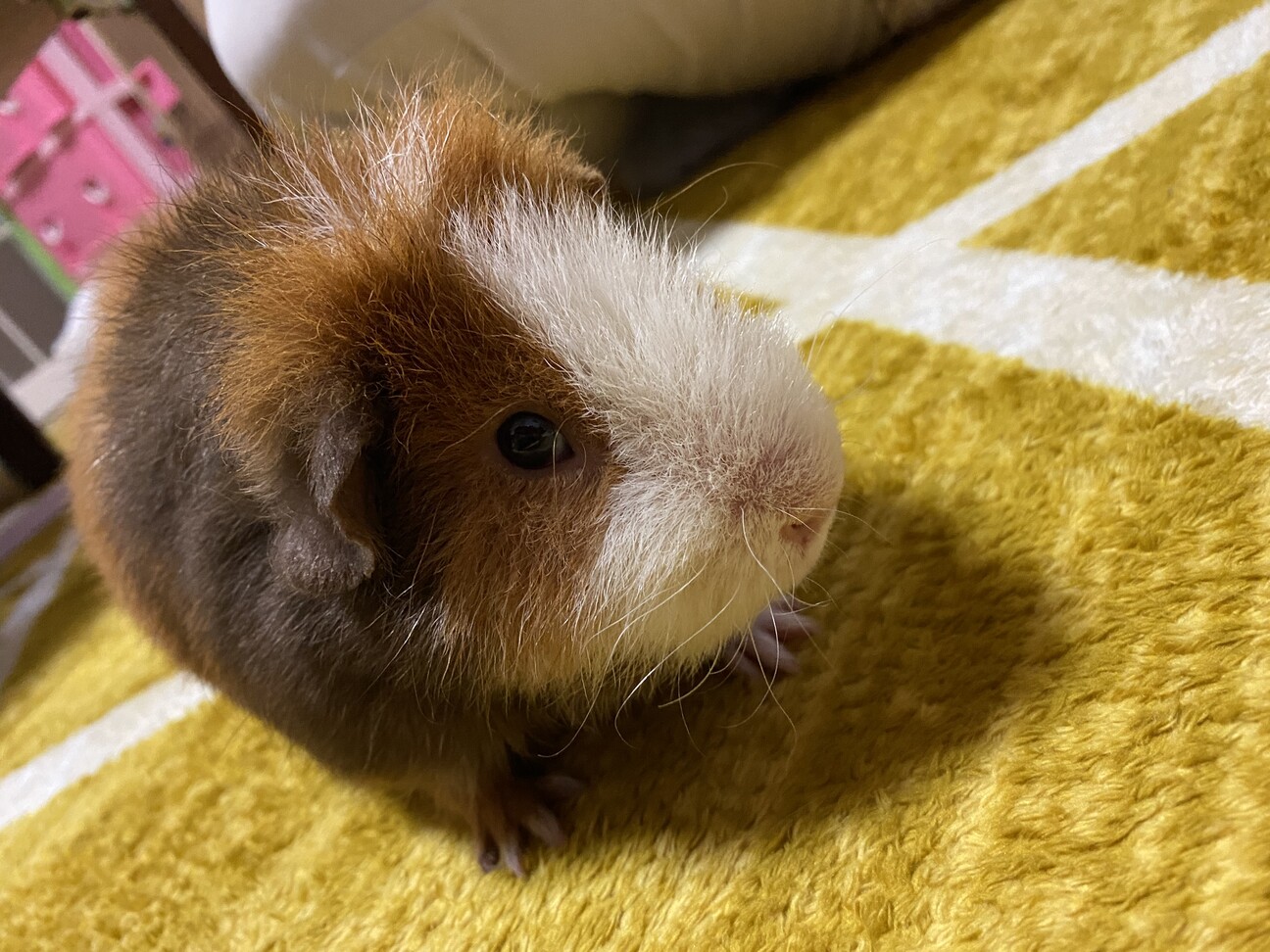 モルちゃん2匹で飼ってくれる方大募集！ サムネイル5