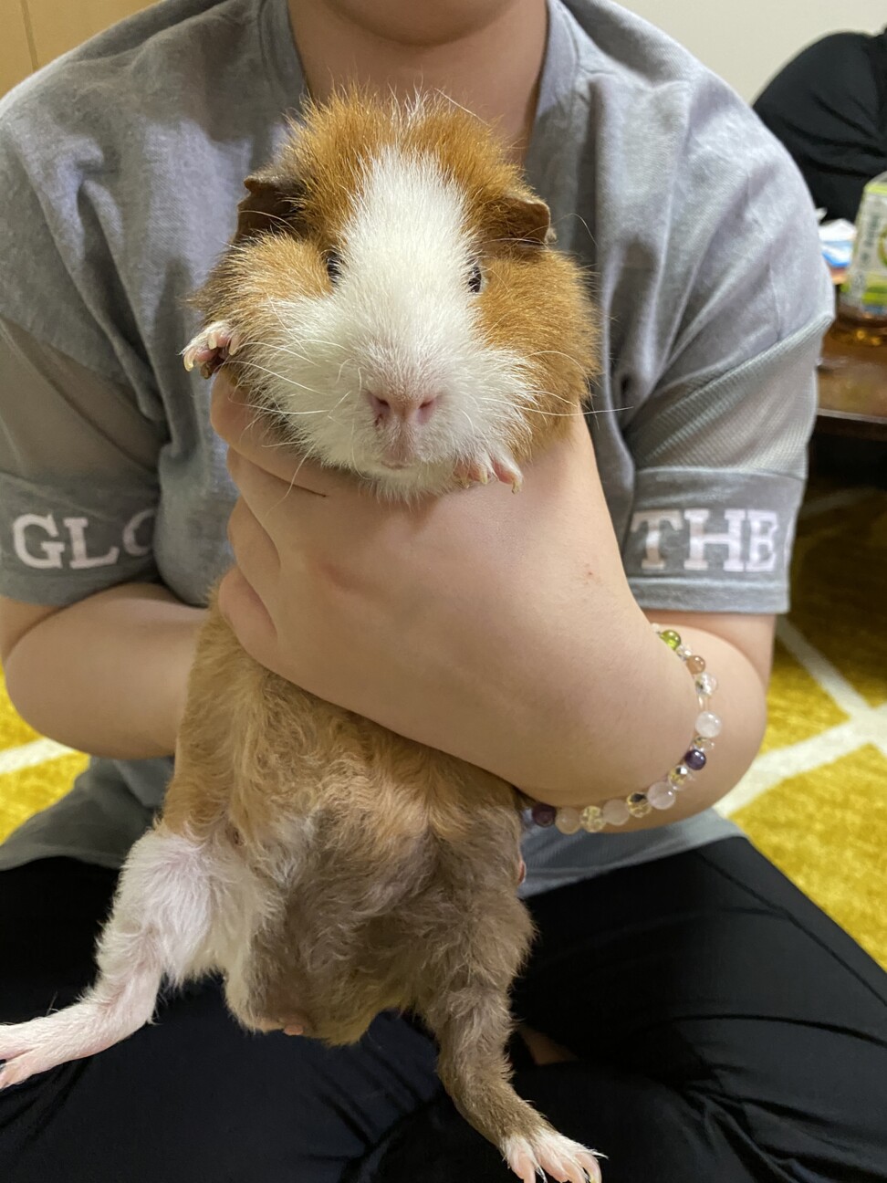 モルちゃん2匹で飼ってくれる方大募集！ サムネイル4