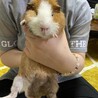 モルちゃん2匹で飼ってくれる方大募集！ サムネイル4