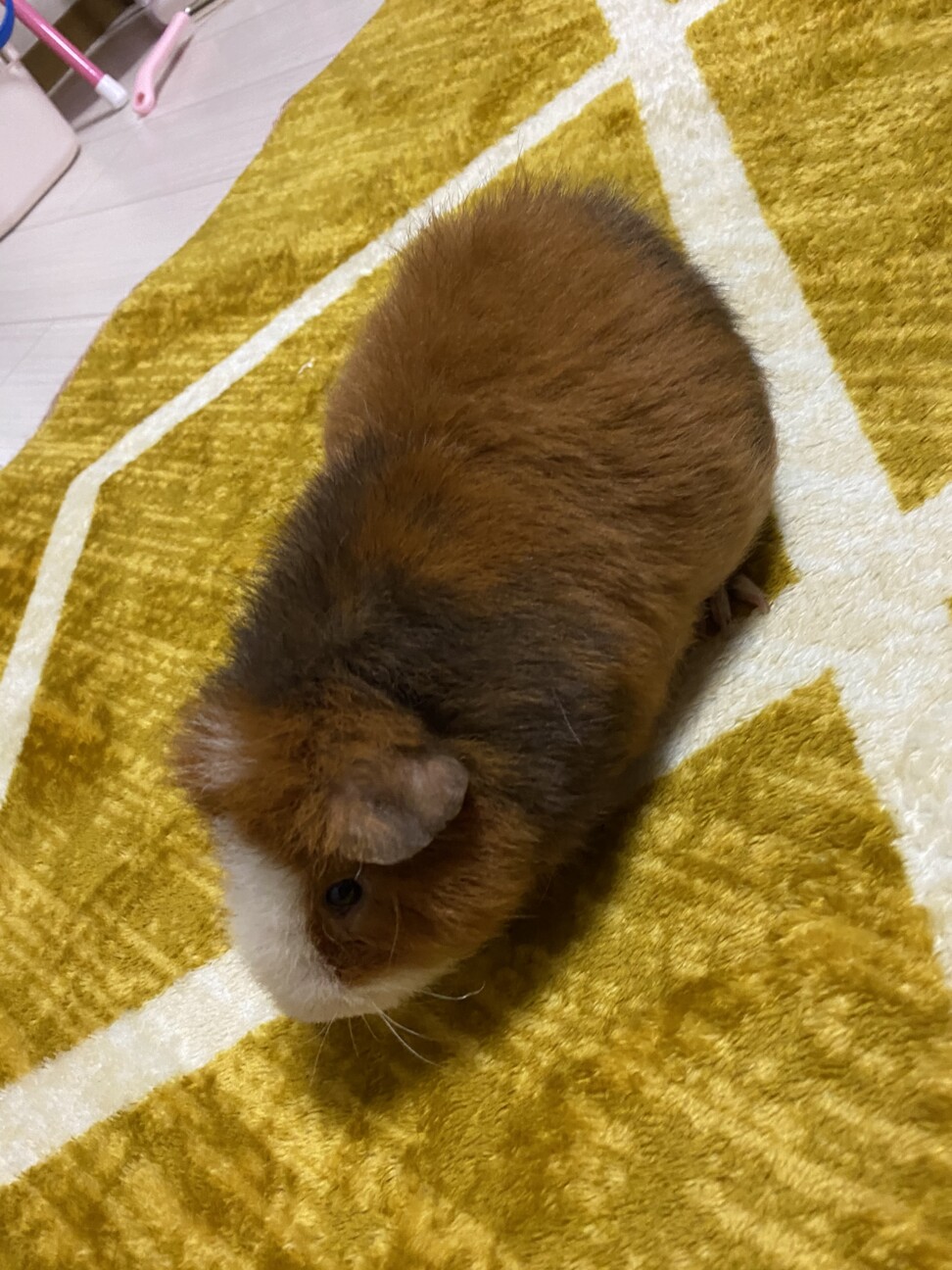 モルちゃん2匹で飼ってくれる方大募集！ サムネイル6